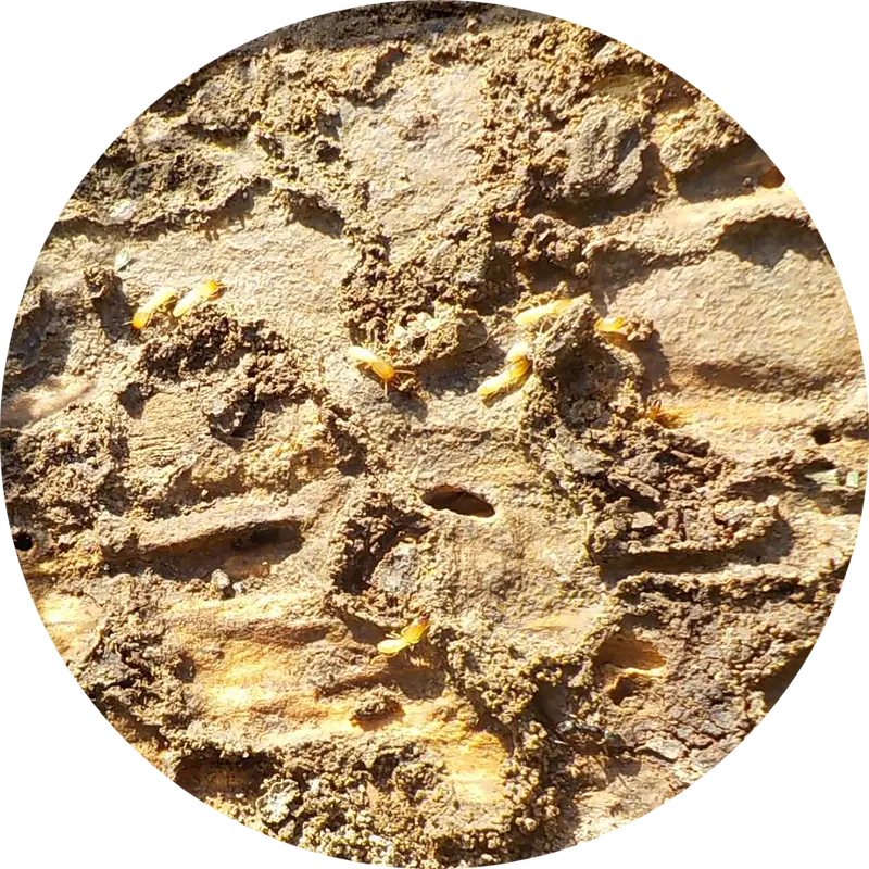 シロアリの群れ